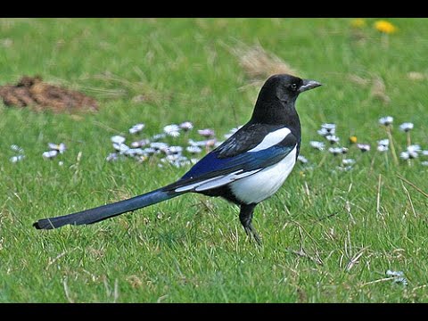 Народные приметы про сороку