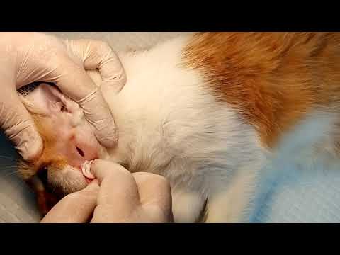 Cat with abscess