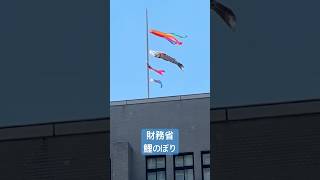 まだあった！鯉のぼり🎏千代田区霞ヶ関財務省前から