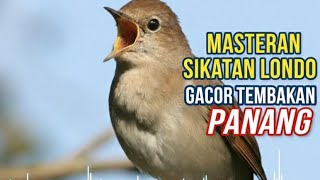 Download lagu TERBUKTI AMPUH BURUNG SIKATAN LONDO GACOR ASLI | Kicauan Nightingale Tembakan suara burung mp3
