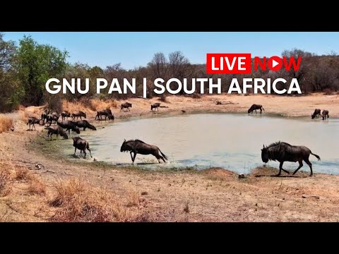 Mabula Gnu Pan Webcam in South Africa live webcam