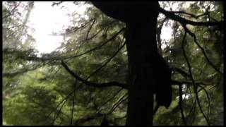 Song of the Open Road