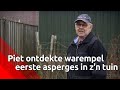 Piet (71) steekt eerste asperges... in januari! 'Hoe kan dat nou'?
