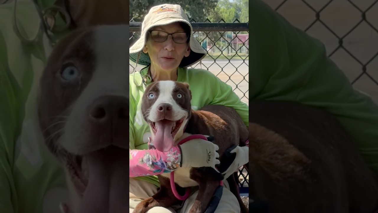 Henry, a Adoptable Pit Bull Terrier in Little Rock, AR video 6/6
