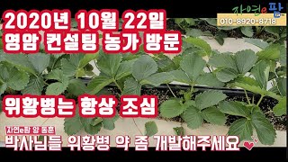 영암 컨설팅 딸기 농가 방문 위황병 조심하셔야합니다. 그래도 이 정도면 매우 만족하는 진행 과정 중