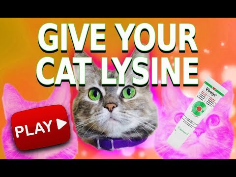 How to give your Cat Lysine