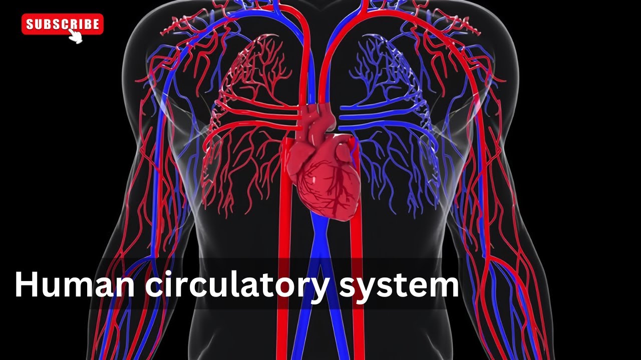 Circulatory system in human body animation, Human Circulatory System Explained: A Detailed Overview