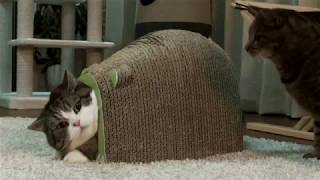 Michaela going crazy... for a FIFTH time... for 52 seconds