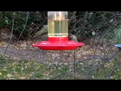 Anna's Hummingbird Omaha, NE, 11/19/16