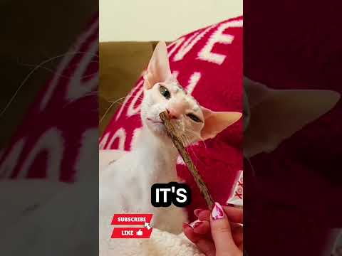 The top 5 purr-fect meal. 🤤 #food #facts #cat