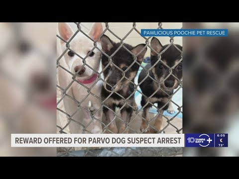 Reward offered for information that could lead to suspect who abandoned dogs in Largo