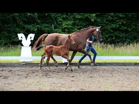 Stutfohlen von Grey Flanell x Johnson x Mephistopheles