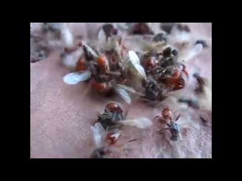 Flying Red Ants