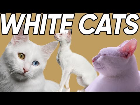 YouTube video about Discover the Rarity of Pure White Cats