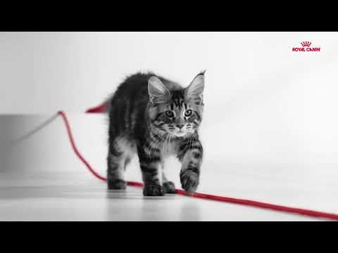 Kitten growth program - Maine Coon