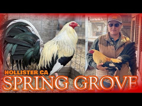 Nice SPRING GROVE HOLLISTER CA - Farm Visit