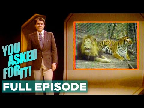 10yo Stunt Rider, Liger Offspring, Medieval Jousting, & MORE | You Asked For It | FULL Episode