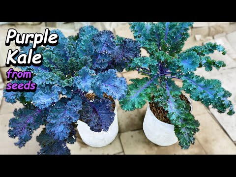 Growing Kale from Seed to Harvest in Containers & Grow Bags - Step by Step