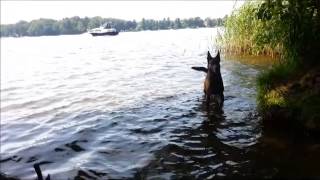 preview picture of video 'Dog love - Malinois swimming in Berlin'