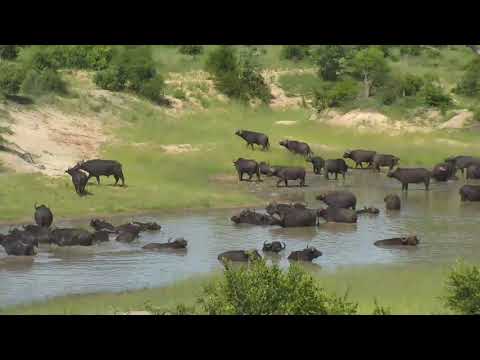 Djuma: Large breeding herd of African Buffalo come to the dam for a soak-Pt:2 15:02 - 01/29/19