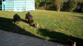 les petits boudins.wmv