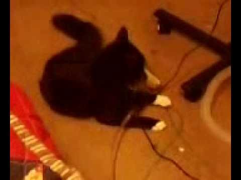 Socks Playing with Cords