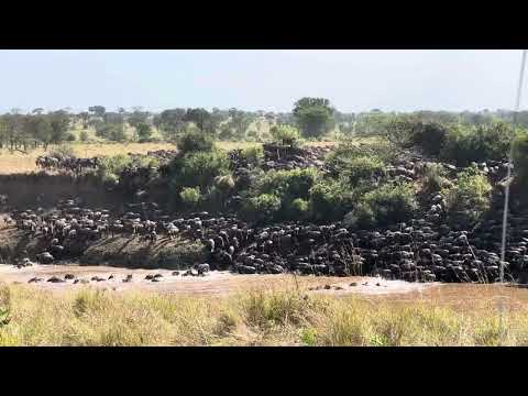Wildebeest Migration Kogatende Serengeti