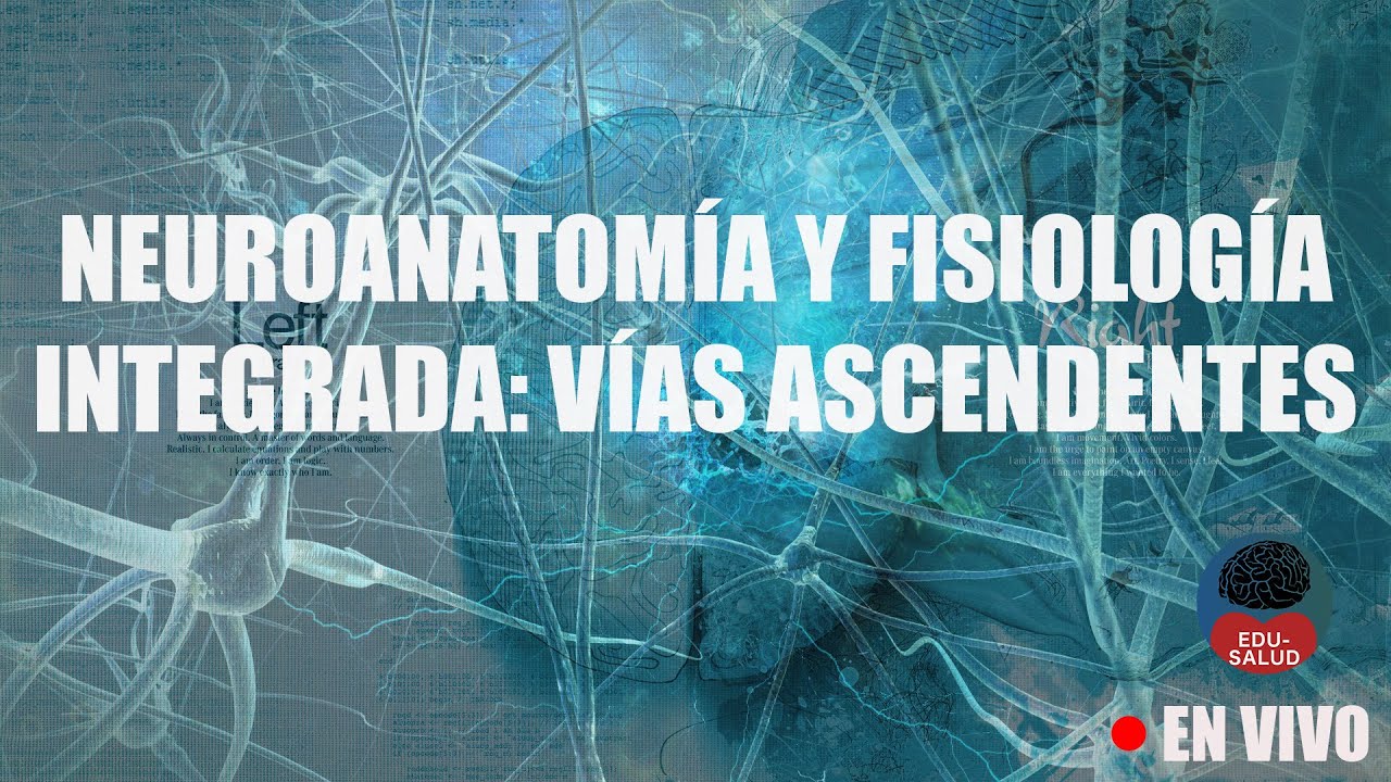 [DIRECTO] Neuroanatomía y fisiología integrada: Vías ascendentes
