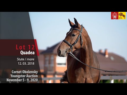 Cornet Obolensky Youngster Auction - Lot 12  Quadea - mare by Quintus - Cornet Oblolensky