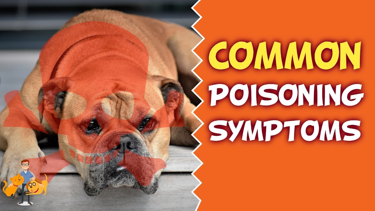 Has My Dog Been Poisoned? (top poisoning symptoms in dogs)