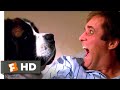 Beethoven 1992 Beethoven In Bed Scene 4 10 Movieclips