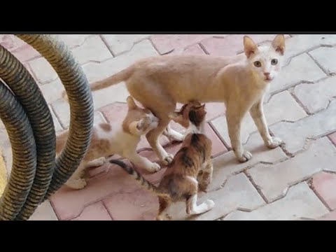 Why did the mother cat refuse to breastfeed her kitten and treated him violently?