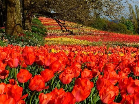 Most Stunningly Beautiful Tulip Flowers