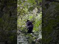 Trekking to visit the Eastern Lowland Gorilla Specie found in Congo #travel #photography #gorilla
