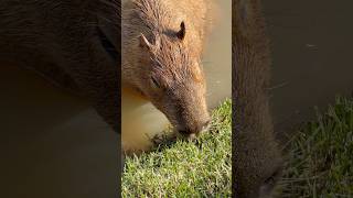 Som de Capivara comendo grama! #capivaras