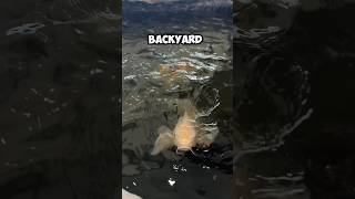 Download lagu π I found Massive 30 year old Koi Fish #koi #koifishpond #koifish mp3 Download lagu π I found Massive 30 year old Koi Fish #koi #koifishpond #koifish mp3