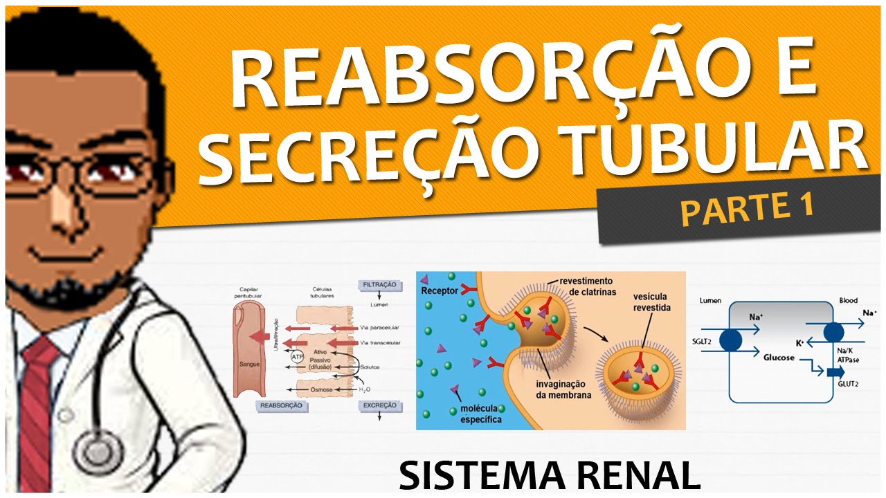 Sistema Renal/Urinário/Excretor 07 - Reabsorção e Secreção Tubular P1 (Fisiologia)