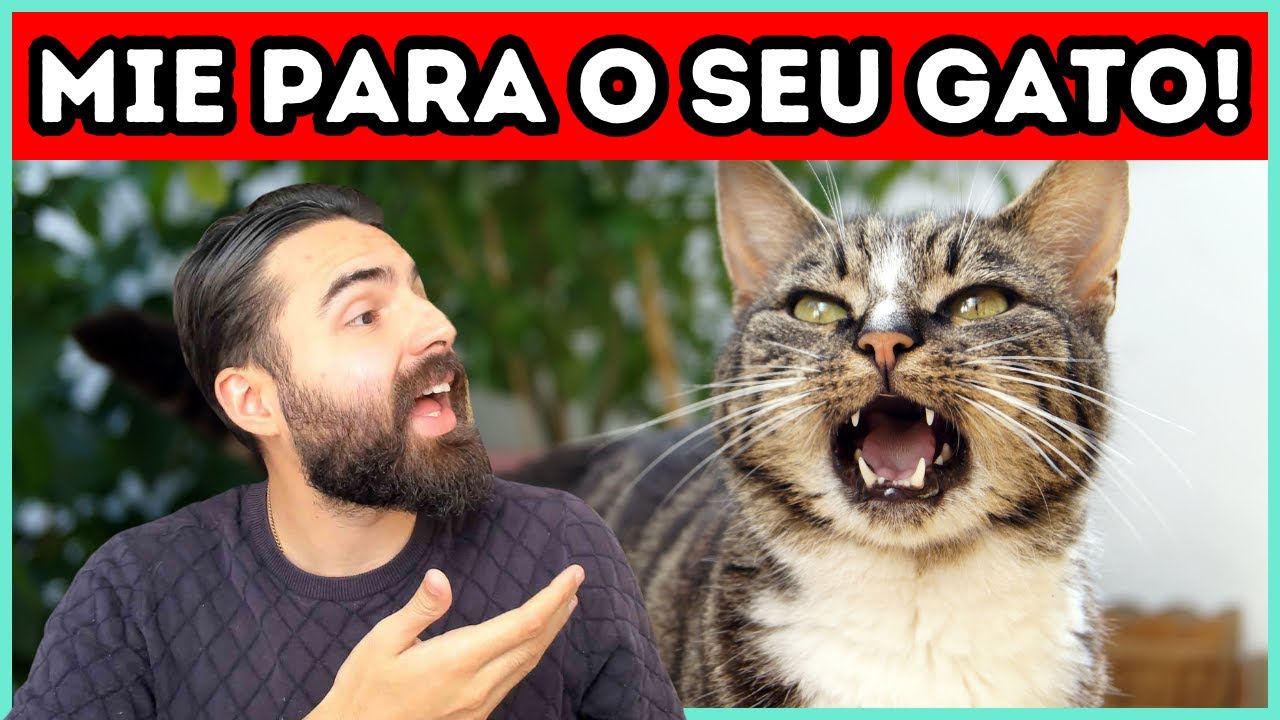 Se Você Começar Miar Para Seu Gato, ISSO Vai Acontecer - VOCÊ PRECISA FAZER ISSO!