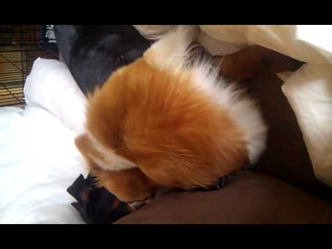 samson and delilah play fight part 1