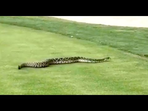 Image result for 'Huge' rattlesnake stuns Florida golfers with ‘unusual’ appearance on course