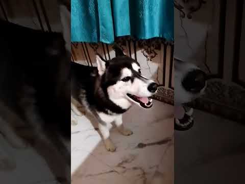 very good #animals #