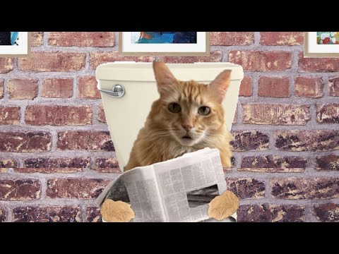 CATS EYE WITNESS NEWS - BATHROOM HUMOR