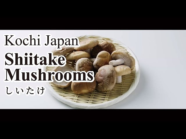 How to make stuffed shiitake mushrooms; a perfect starter for any meal