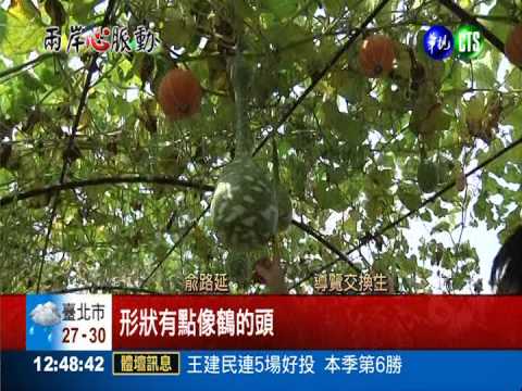 探訪南瓜隧道! 陸生導覽來"講古"