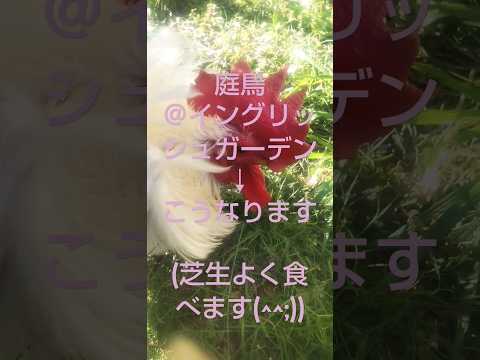 鶏は雪の中に行けるのか？彼らはそれを恐れているのでしょうか？最初に考慮すべき5つのこと!  庭園