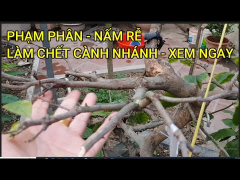 🔴 QBS23408 - NGUYÊN NHÂN CÂY MAI BỎ CÀNH CHẾT NHÁNH | CHĂM SÓC MAI VÀNG MIỀN BẮC NỞ HOA ĐÚNG DỊP TẾT