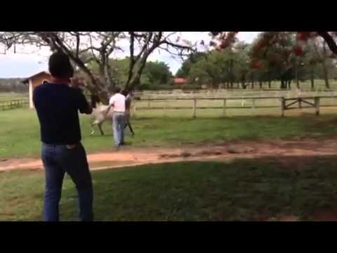 Amanda Pegasus ( Shaezz El Madan X Kasseta Pegasus )