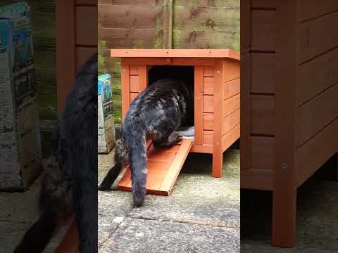 Amazing DIY Cat House Protects Cat from Rain! #Cats #Shorts