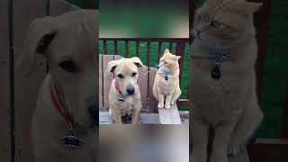 Cats bullying of dogs #catlover #cutepets #catsoftiktok #funny #funnyvideo #usaus #foryou #cat #dog