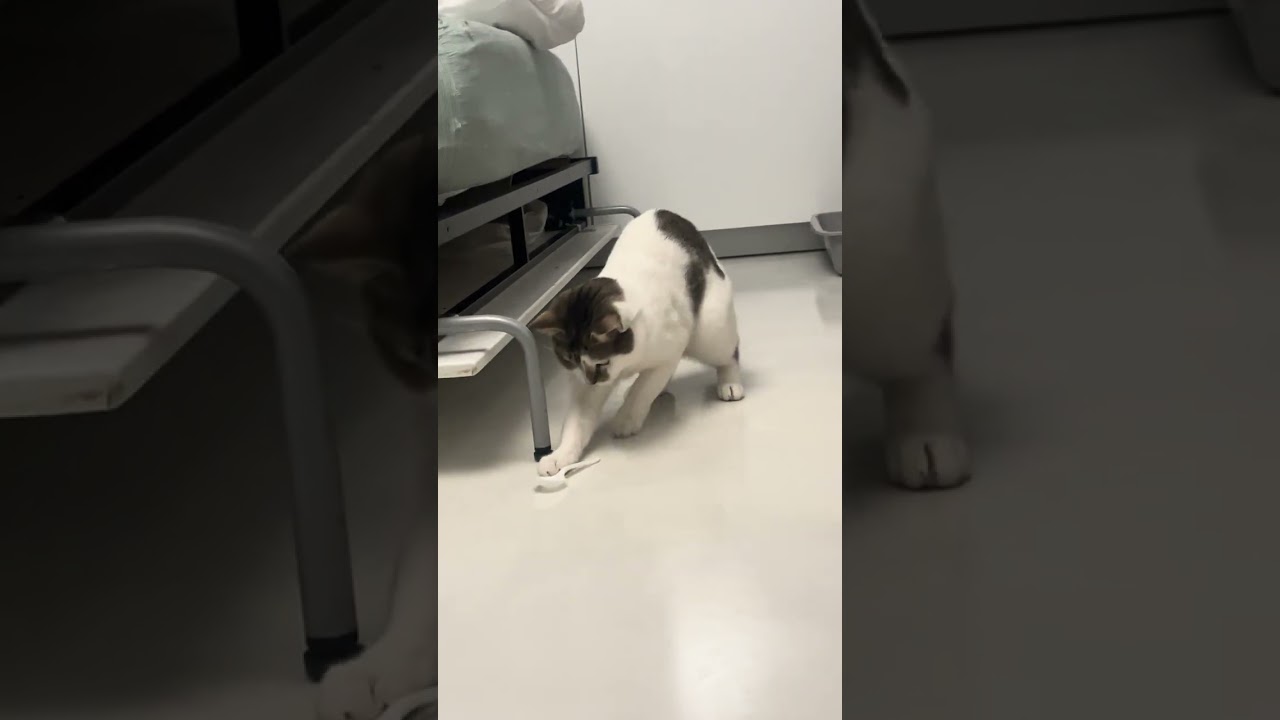 Enlarge Hobbes, a Adoptable Domestic Short Hair in New York, NY video 6/6